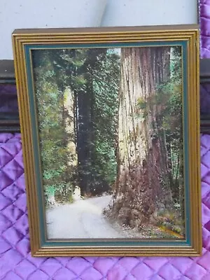 Vintage Hand Tinted Or Painted Photo (?) California Redwoods 5X7  Original Frame • $24.50