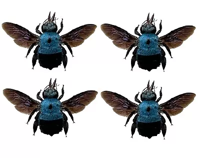 4pcs Taxidermy Blue Carpenter Bee Teaching Collection Insects Entomology Gift • $33