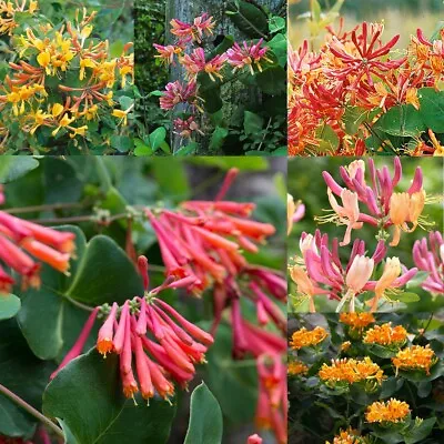 3 Scented Climbing Honeysuckle Mixed Collection Garden Ready Plants In  9cm Pots • £17.99