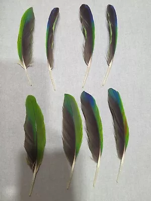 Lot Of 8 Macaw Feathers • $40