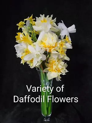 30 Fresh Assorted Daffodil Bulbs -6 Different Varieties Of Daffodils- Dug Fresh • $15