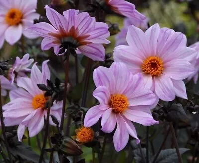 DAHLIA TUBER SALE!~'Bishop Of Leicester'~Lilac-pink Flowers Near Black Foliage! • $11.99