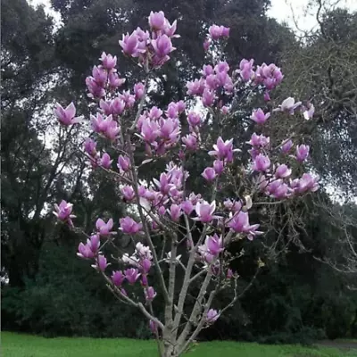 3 'Saucer' Magnolia Seedling/Sapling Flowering ~ Bush ~ Tree • $79.99