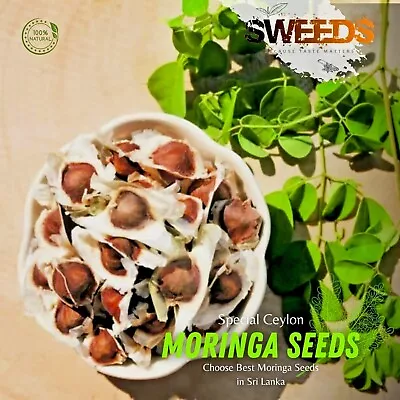 Moringa Oleifera Drumstick Seeds For Planting | NON GMO | Fast Growing Seed 2024 • $199.99