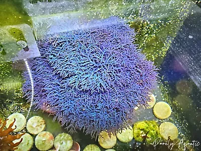 X1 Blue Hypnea Macro Algae (~Golfball Size) RARE Reef Aquarium • $30