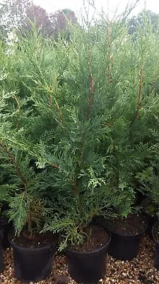 5X GREEN LEYLANDII HEDGING CONIFER PLANTS 3 FOOT 5lt LT POTS EVERGREEN TREES • £67.49