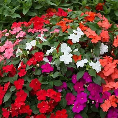 T&M Busy Lizzie Beacon Flowering Garden Patio Half-hardy Annual Plug Plants • £12.99