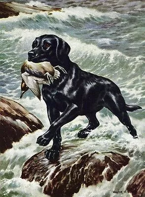Black Labrador Retriever - CUSTOM MATTED - Vintage Color Dog Print • $12.50