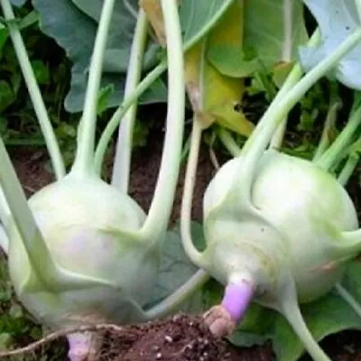 Early White Vienna Kohlrabi Seeds | NON-GMO | Heirloom | Fresh Garden Seeds • $200