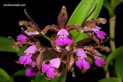 Orchid Species Cattleya Leopoldii • $25
