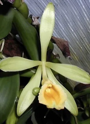 ONE FOOT CUTTING Vanilla Pompona Rooted Species Orchid Plant 1’ Cutting • $9.99