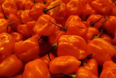 PEPPER HABANERO HOT 25-30 ORGANIC SEEDS NON-GMO Heirloom USA SEEDS • $1.59