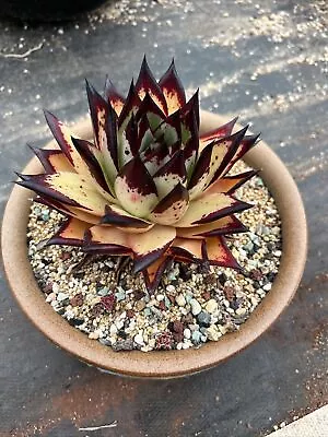 Echeveria Agavoides Ebony Monstrose Succulent • $180