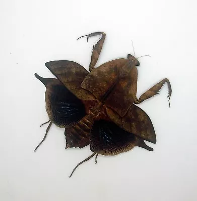 Mantidae - Leaf Mantis - Deroplatys Truncata (f ) - Leaf Mimi  -  V. Rare MT (B) • $38.98