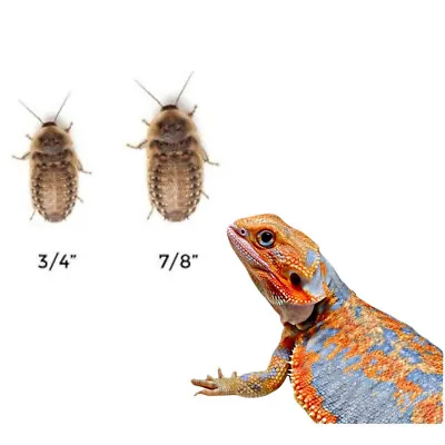 Large Dubia Roaches 3/4”-7/8” 50 Counts - 1000 Counts FREE SHIPPING + 10% EXTRA. • $17.50