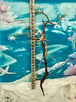  Manzanita Driftwood Premium Aquarium Wood Aquascape Decor Reptiles Bird Perch • $45