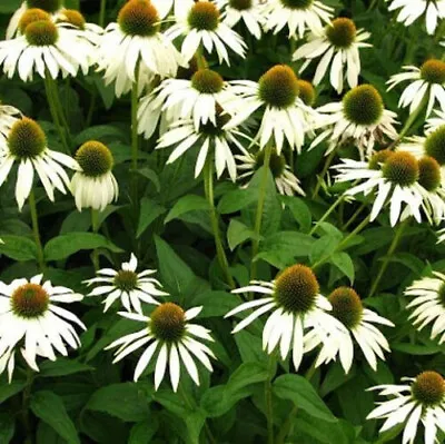 4 X Plug Plants Echinacea 'White Swan' Cottage Garden Perennial. • £9.99