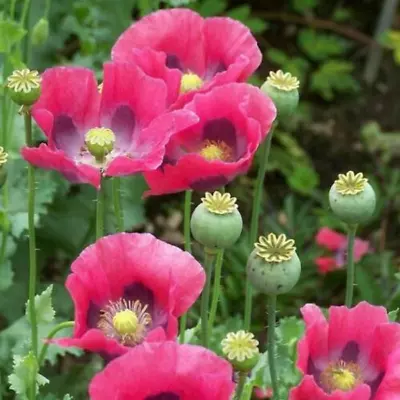 Poppy PEPPERBOX Pink/Purple Culinary Grade Large Blooms Non-GMO USA 1000+ Seeds! • $3.98