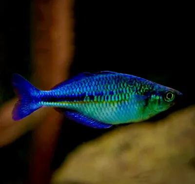 Lake Kutubu Rainbowfish Melanotaenia Lacustris Beautiful Playful Fish • £5