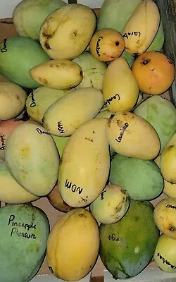 CARABAO Grafted Rare MANGO Tree 3Gal Pot Ready To Fruit Ship UPS Overnight • $139