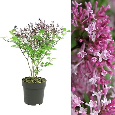 Syringa Flowerfesta Pink In 9cm Pot - Dwarf Korean Scented Lilac Bush • £9.99