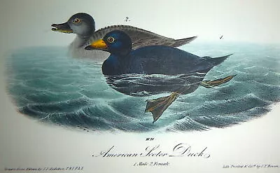 Audubon  1st Ed Octavo   AMERICAN SCOTER DUCK   Birds Of America   1840 Original • $75