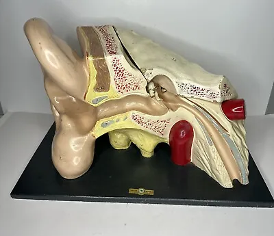 Vintage Turtox Latex Models Oversized Ear Anatomical Model Display Hand Painted • $116.99