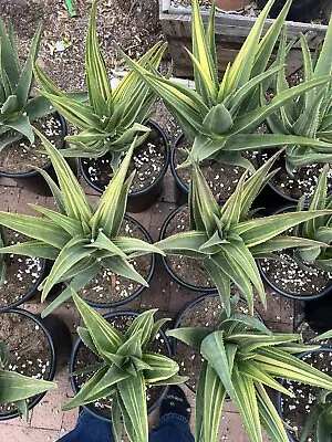 Variegated Hercules Aloe - Limited Time!!!!!! • $150