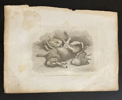 £9.99 • Buy Etching By Samuel Howitt HARE & BIRDS