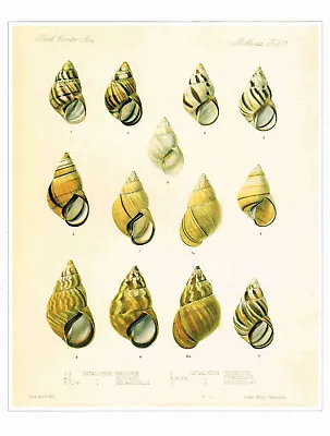 Ponderous Orthalicus Shells Vintage 1991 Shell Print E. Wilson Picture CNHPS#117 • $4.96