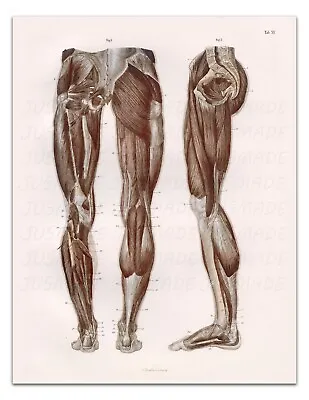 Anatomy SKELETON MUSCLES PELVIS LEG FEET (BACK VIEW) Vintage 22x17  Art Print • $20.99