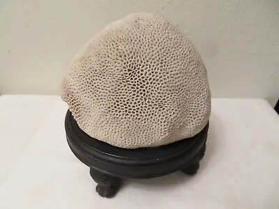 $84.99 • Buy Vintage Large Brain Coral W Footed Dark Wood Stand 