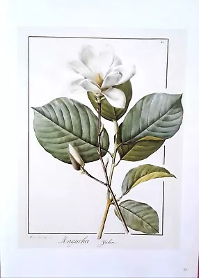  Pierre-Joseph Redoute Magnolia  Flower Art Print  6×8.5 • £4.82