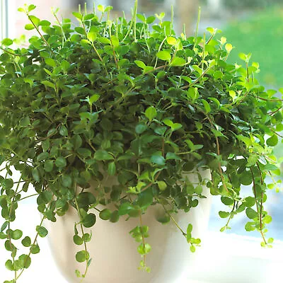 £10.99 • Buy 1 X Peperomia Rotundifolia | Trailing Jade | Small Home Or Office Potted Plant