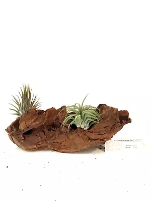 Malaysian Driftwood & Air Plant: A Perfect Fusion Of Nature's Beauty S (10~12 ) • $34.99