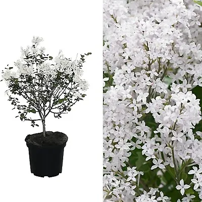 Syringa Flowerfesta White In 9cm Pot - Dwarf Korean Scented Lilac Bush • £9.99