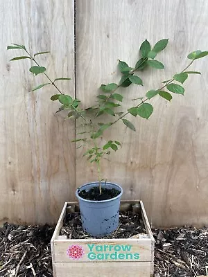 Cornelian Cherry Tree / Cornus Mas - 2L Pot - 40-60cm • £16.98