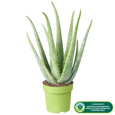 Medicinal Aloe Vera Therapeutic Indoor Office Plant In Pot • £13.99