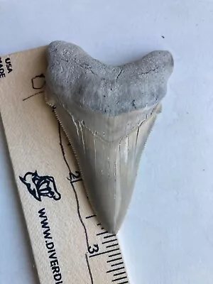 Sharp 2 3/4 Inch Lee Creek Angustidens Megalodon Tooth • $175