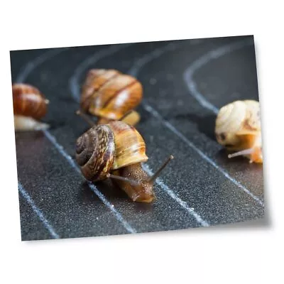8x10  Prints(No Frames) - Racing Snails Race Ny Insect Snail  #24221 • £4.99