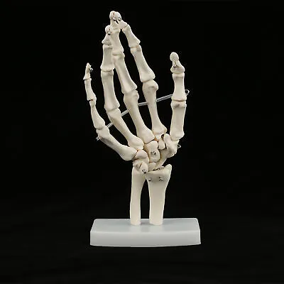 Medical Anatomical Life-size Human Hand Joint Study Skeleton Model DIY • $17.28