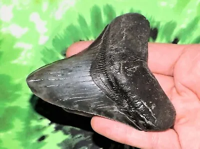 3 Inch Real Megalodon Shark Tooth Big Fossil Giant Genuine Relic Teeth Huge Meg • $124.95