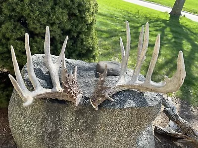 219” Whitetail Shed Antlers All Natural Fresh Set • $600