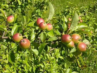 Crabapple 2-3ft Tall Native Bare Root Tree Saplings Whips Hedging Plants Hedge • £12.99