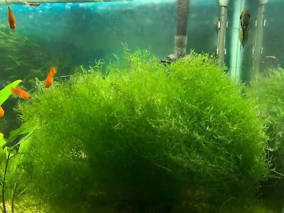 Java Moss! 1 Portion! Baby Fish Saver Freshwater Aqua Plant Free Shipping! • $9.99