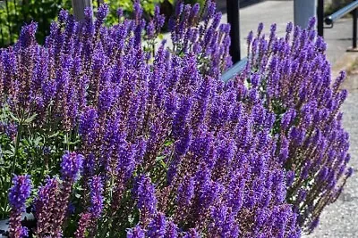 English Lavender 100 Seeds Agustuifolia Munstead Hardy Herb Ez To Grow • $3.79