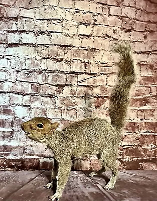 XL Taxidermy Grey Squirrel Walking Soft Fur Sitting Up Wildlife Art Mount Cute • $200