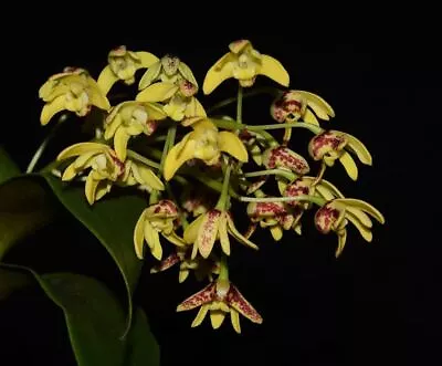 $25 • Buy MOS. Orchid Species Dendrobium Gracilicaule (Australian Native)