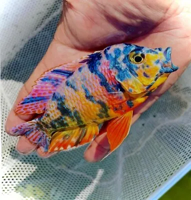 Aulonocara Sp. CalicoCalico Peacock Cichlid Lake Malawi Cichlid 4-5 Cm • £19.99