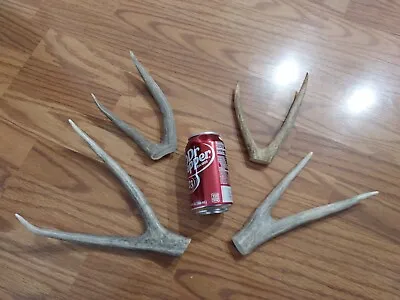 Mule Deer Antlers. Deer Sheds. Elk Tine Antlers. Taxidermy. Crafts. Elk Spikes • $32